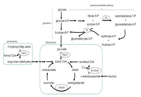 function of TPP Powder 154-87-0