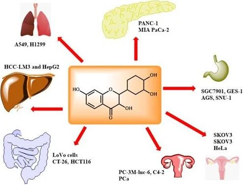 fisetin anticancer effect
